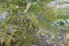 Chrysalidocarpus lutescens